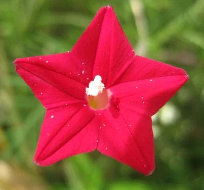 cardinal climber flower seeds