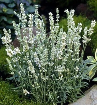 lavender white flower seeds