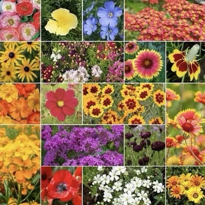 dry area flower seeds