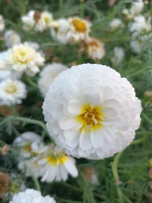 moonlight marigold flower seeds