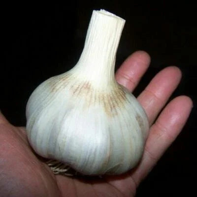 german giant flower seeds