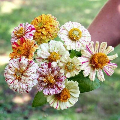 zinnia candy flower seeds