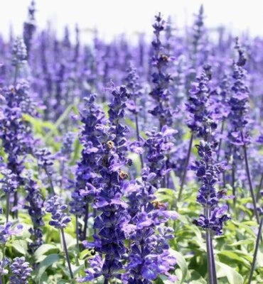 hyssop officinalis flower seeds