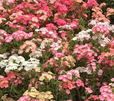 phlox pastel flower seeds