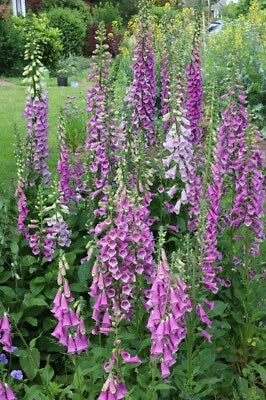 Pink Purple Foxglove Mix Seeds for Planting