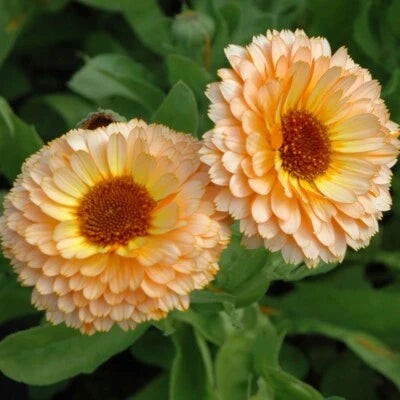 pink surprise flower seeds