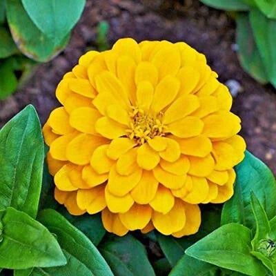 yellow canary flower seeds