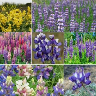 Loopy Mix Lupine Flower Seeds for Planting