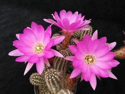 Shooting Star Peanut Cactus Seeds for Planting