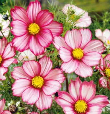 red cosmos flower seeds
