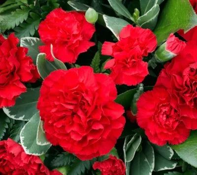 red carnation flower seeds