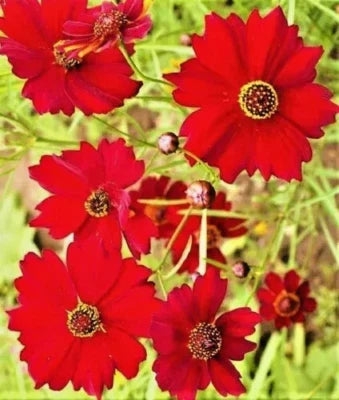 Red Dwarf Plains Coreopsis Seeds for Planting