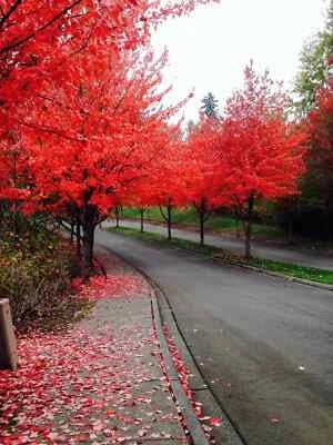 red fast flower seeds