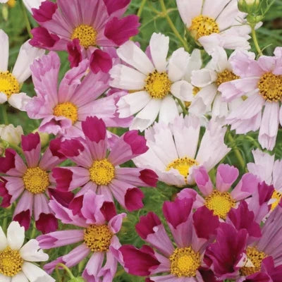 Seashells Cosmos Seeds for Planting