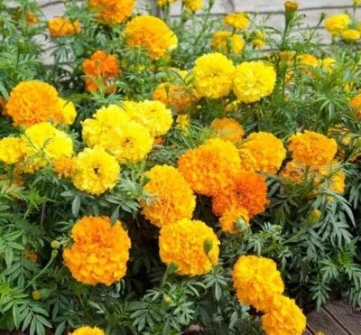 Crackerjack Mix Marigold Seeds for Planting