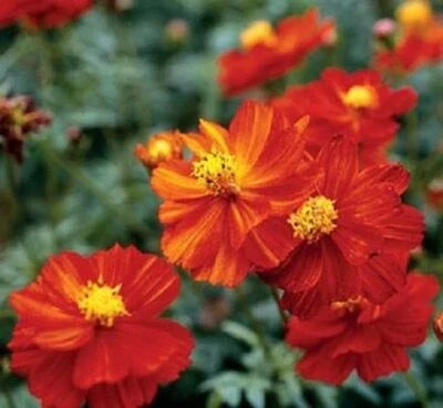 red cosmos flower seeds