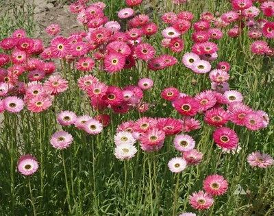 pink paper flower seeds