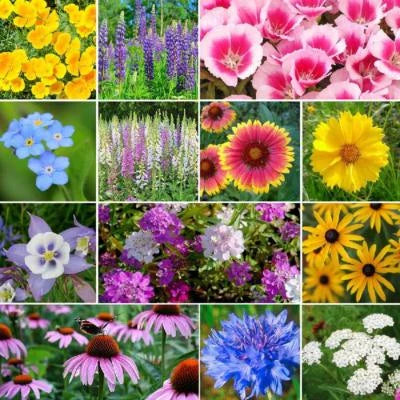 deer resistant flower seeds