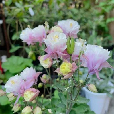 Pink White Double Columbine Seeds for Planting