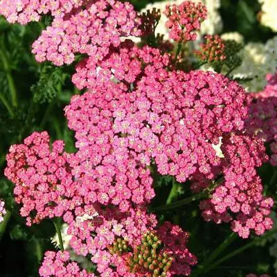 yarrow for flower seeds