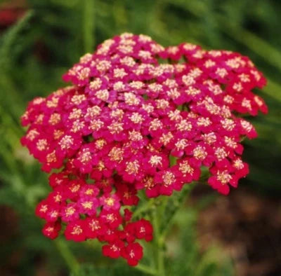 red yarrow flower seeds