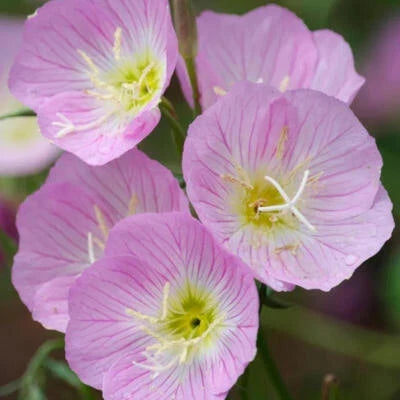 Showy Evening Primrose Seeds for Planting