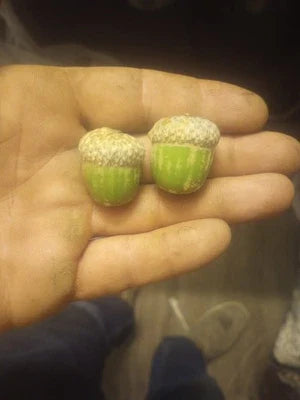 shumard oak flower seeds