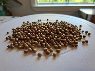 Austrian Winter Pea Cover Crop Seeds for Planting