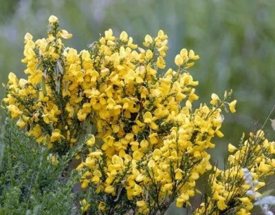 Gypsy Scotch Broom Seeds for Planting