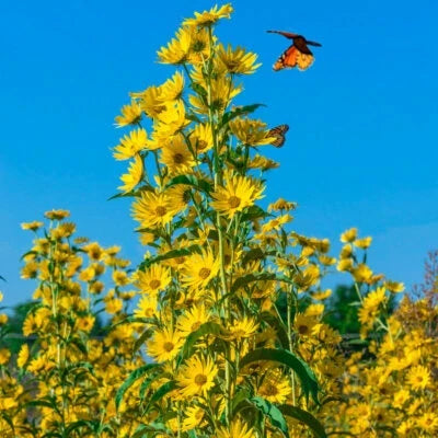 Maximilian Sunflower Seeds for Planting