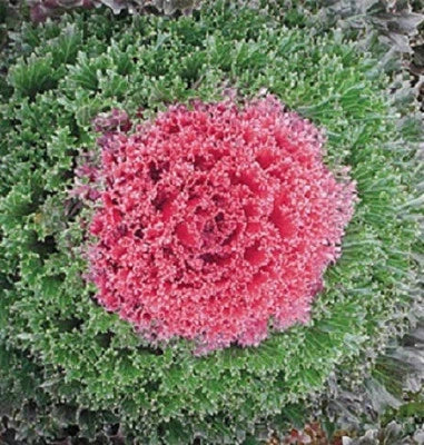 Red Kamome Flowering Kale Seeds for Planting