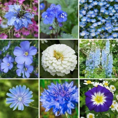blue wildflower flower seeds