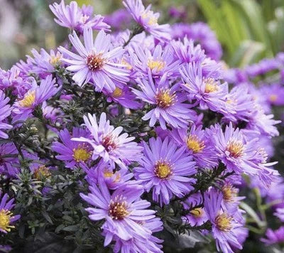 new england flower seeds