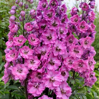 Delphinium Flower Seeds Pink – Heirloom Non-GMO High Germination Seeds