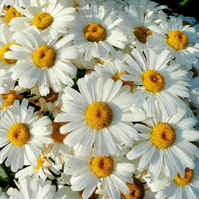 Shasta Daisy Flower Seeds for Planting