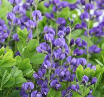 Blue Wild Indigo (Baptisia) Seeds for Planting