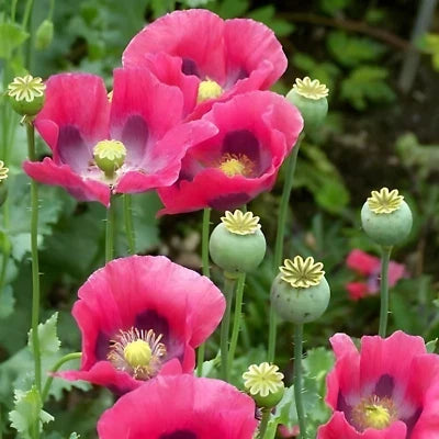 Pink Purple Giant Poppy Seeds for Planting