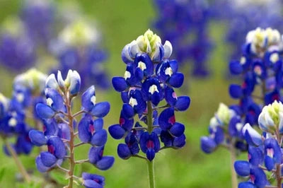 Texas Bluebonnet Lupine Seeds for Planting