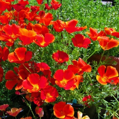 Red Chief California Poppy Seeds for Planting