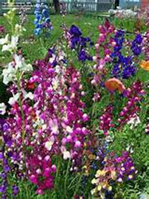 Fairy Bouquet Snapdragon Seeds for Planting
