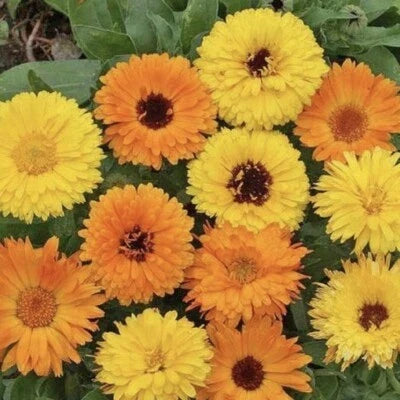 Pacific Beauty Mix Calendula Seeds for Planting