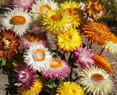 Dwarf Strawflower Mix Seeds for Planting