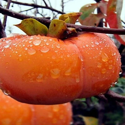 japanese persimmon flower seeds
