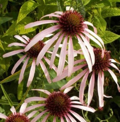 purple coneflower flower seeds