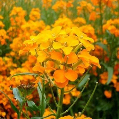 orange wallflower flower seeds