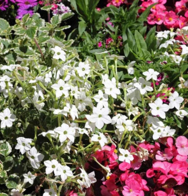 white tobacco flower seeds