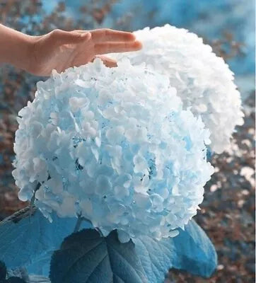 Light Blue Hydrangea Flower Seeds for Planting