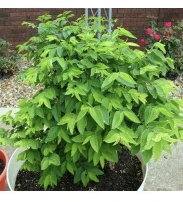 Katuk Sweet Leaf Seeds for Planting