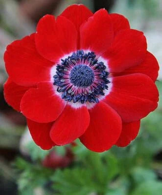 red anemone flower seeds