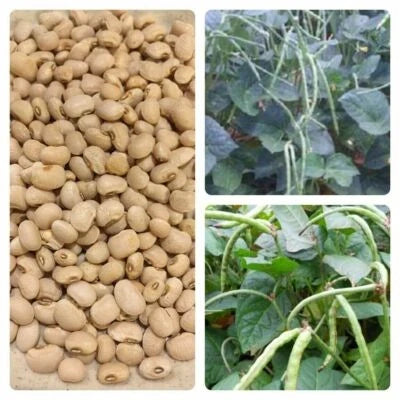 Cream Texas Cowpea Seeds for Planting